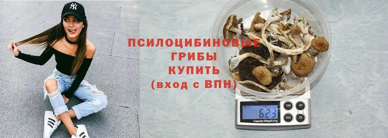 omg вход  Солигалич  Галлюциногенные грибы Cubensis 